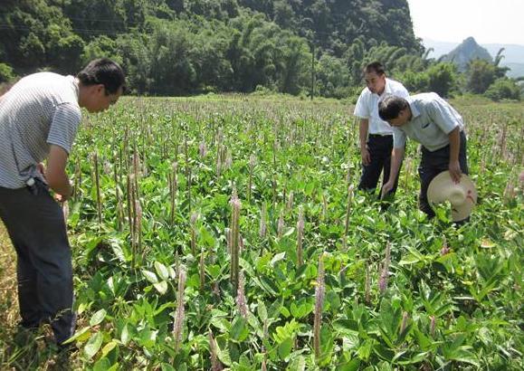 土地种植致富项目_致富种植土地项目介绍_致富种植土地项目有哪些