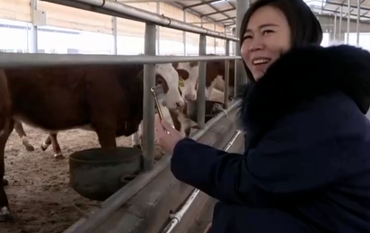 致富三农美女养牛图片_致富三农美女养牛视频_三农致富经之美女养牛