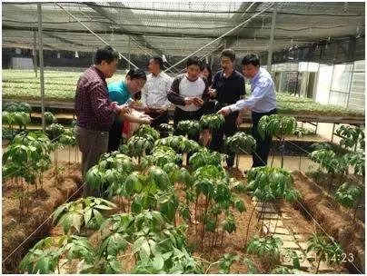 中药材行业存在的问题与解决建议（二） 中药材生产种植需规范提速