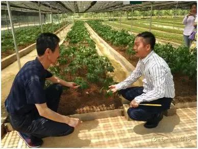 中药白芨种植技术_中药种植技术白芨图片_中药种植技术白芨视频