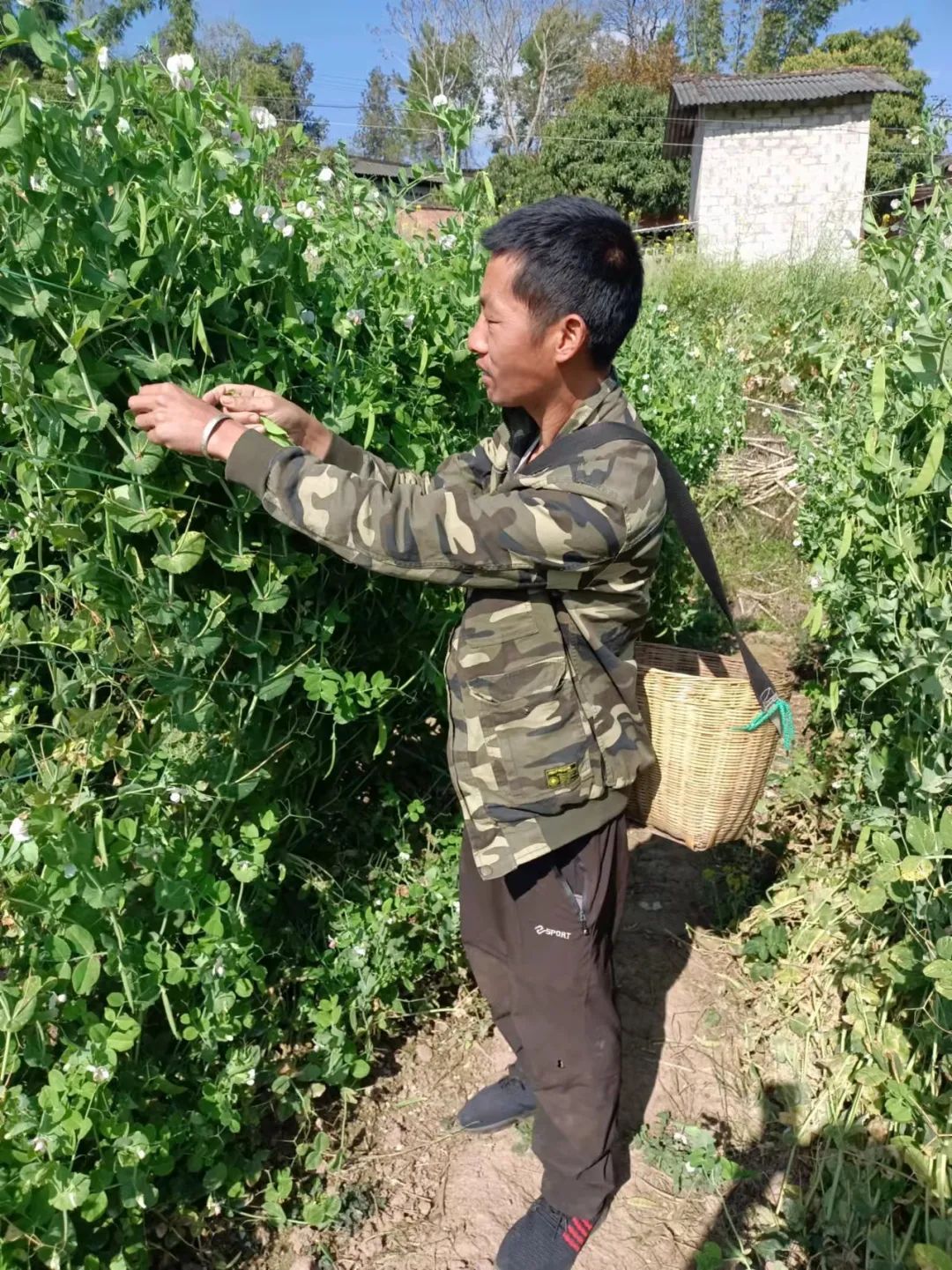 豌豆种植技术_种植豌豆农村致富_种植豌豆赚钱吗