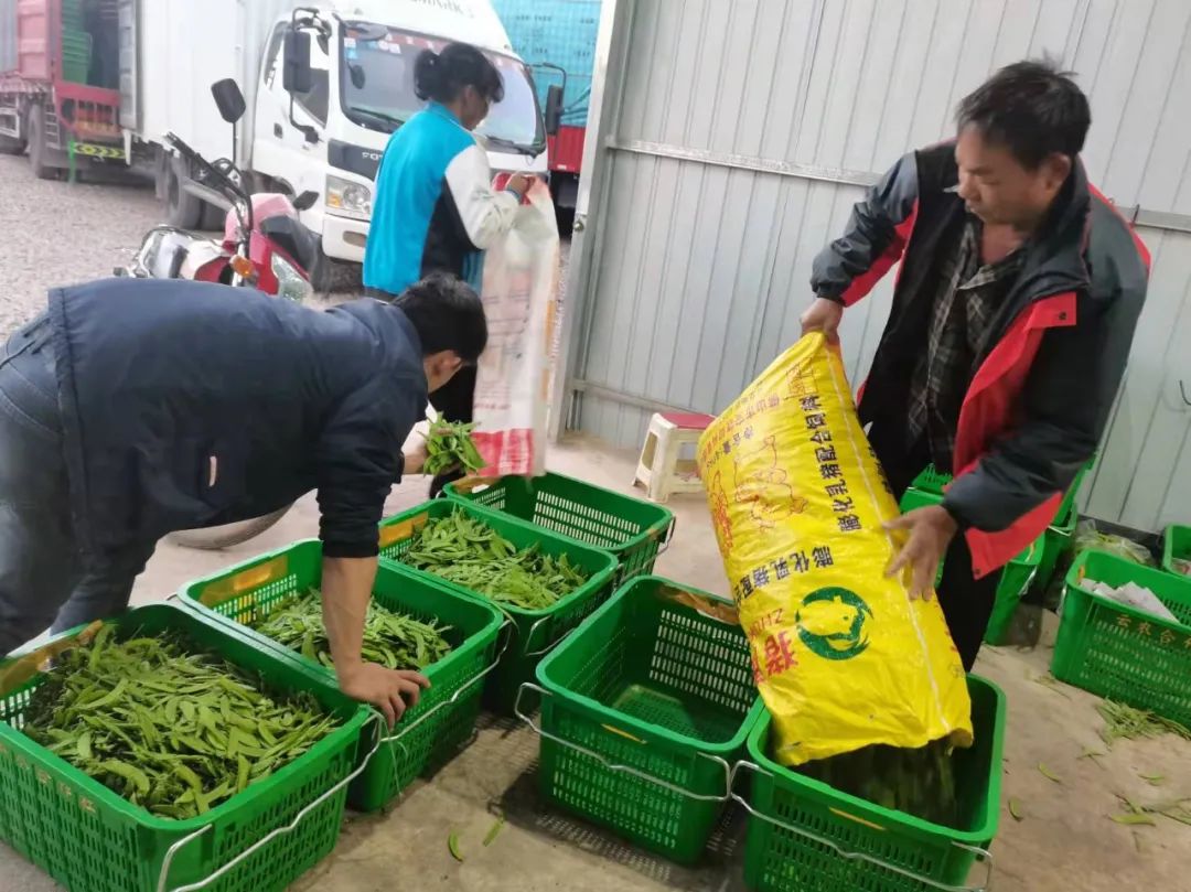 种植豌豆农村致富_种植豌豆赚钱吗_豌豆种植技术