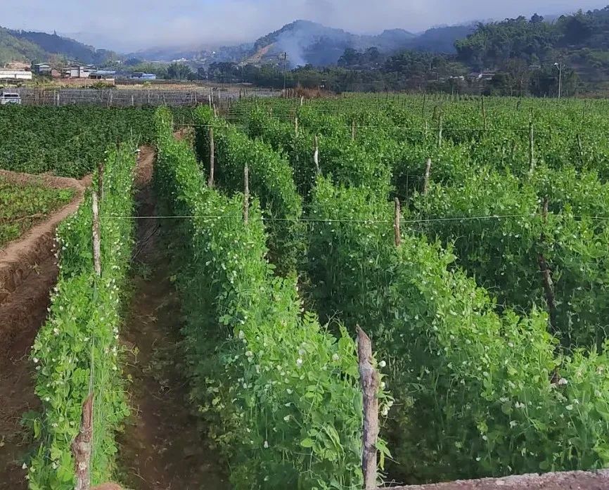 种植豌豆赚钱吗_豌豆种植技术_种植豌豆农村致富