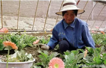 立体种植视频_立体种植业_立体种植致富方法