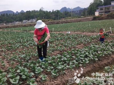 民田茄子施肥技术