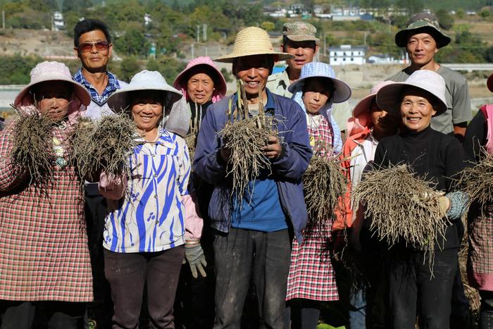 立冬时节 巨甸镇中药材种植户采收白芨忙