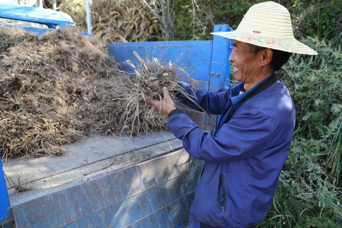 中药白芨种植技术_中药种植技术白芨视频_中药白芨种植方法