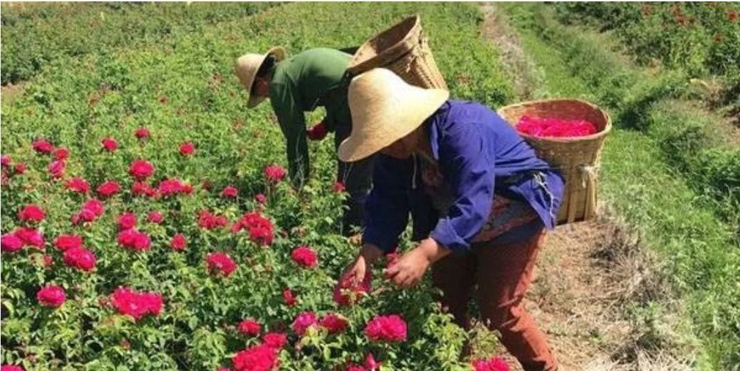 致富种植土地项目名称_致富种植土地项目介绍_土地种植致富项目