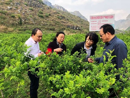 致富经刺梨_致富经 刺梨_刺梨的骗局