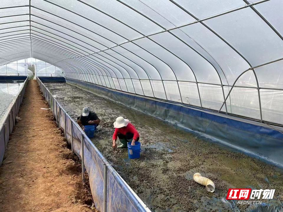 水蛭养殖致富是骗局嘛_致富骗局养殖水蛭是真的吗_养殖水蛭是骗局吗