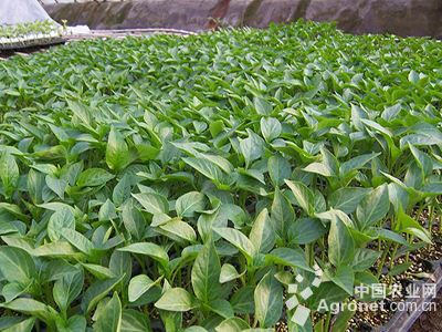 莲藕种子价格：北京水培蔬菜：中国菜市的绿色标杆