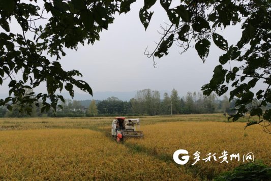 【农业现代化】湄潭县永兴桥村：水稻种植让农民看到致富“钱”景