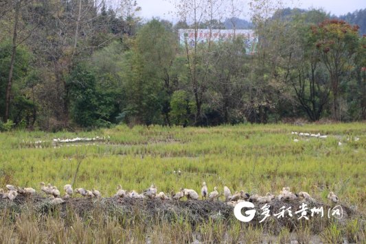 致富经水稻_水稻致富那人叫啥名_种植彩稻致富