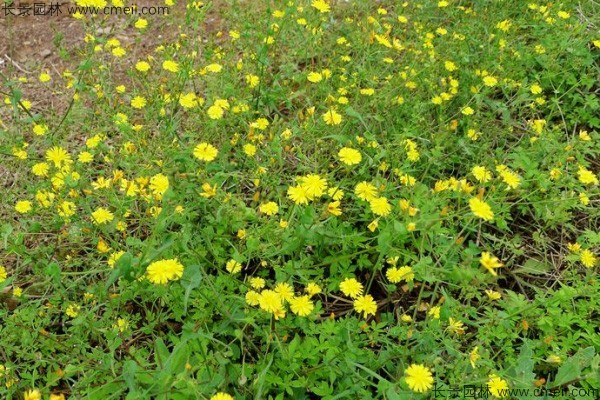 苦荬菜种植技术视频_种植苦菜方法和季节_种苦菜能赚钱吗