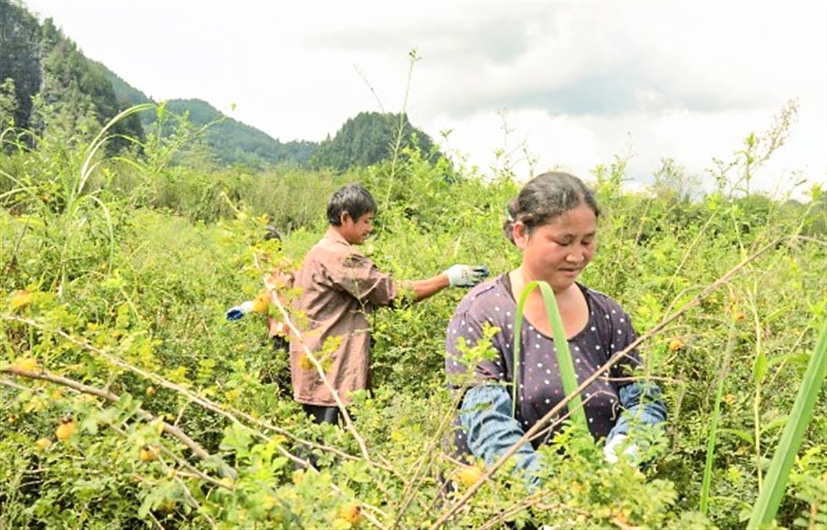 致富经刺梨_刺梨专利_致富经 刺梨