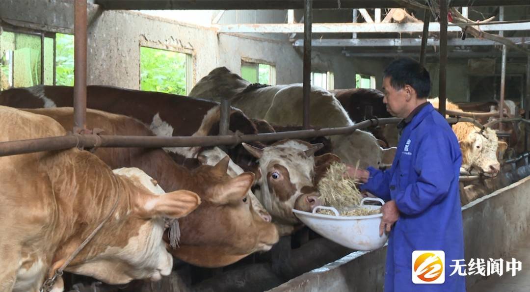 致富经肉牛养殖_致富经肉牛养殖场的视频_致富养殖肉牛视频