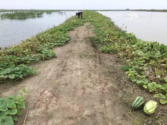 致富养殖青蟹怎么样_青蟹养殖5亩赚800万_青蟹养殖致富经