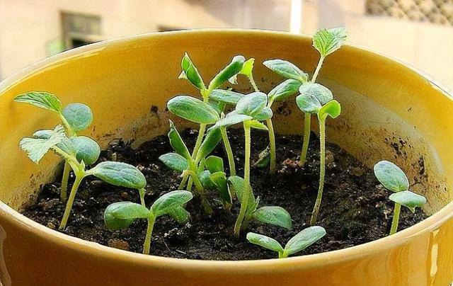 阳台种植甜瓜技术要点_阳台种植甜瓜技术要求_阳台甜瓜的种植技术