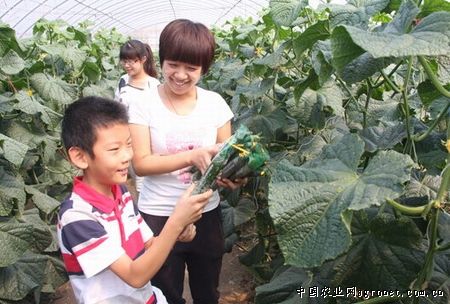 繁星冰封嘉年华怎么玩