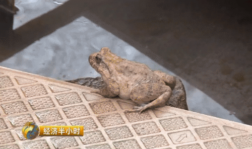 致富经养殖石蛙_致富养殖石蛙视频_石蛙养殖赚钱吗