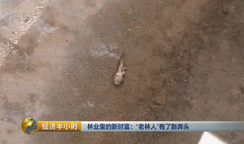 致富经养殖石蛙_致富养殖石蛙视频_石蛙养殖赚钱吗