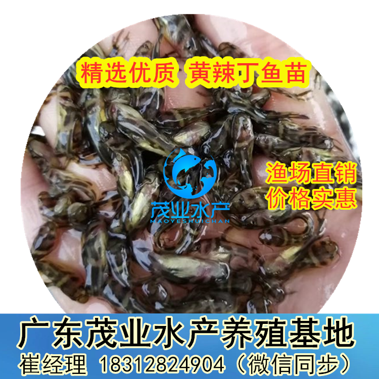 饲养黄腊丁喂什么食物_黄腊丁繁殖技术_黄腊丁的养殖技术