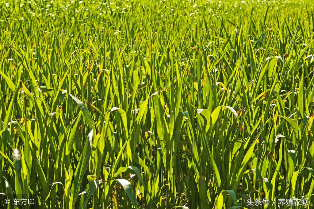 牧草搞养殖怎么饲喂才科学？牧草搞定养猪、养牛、养羊、养兔