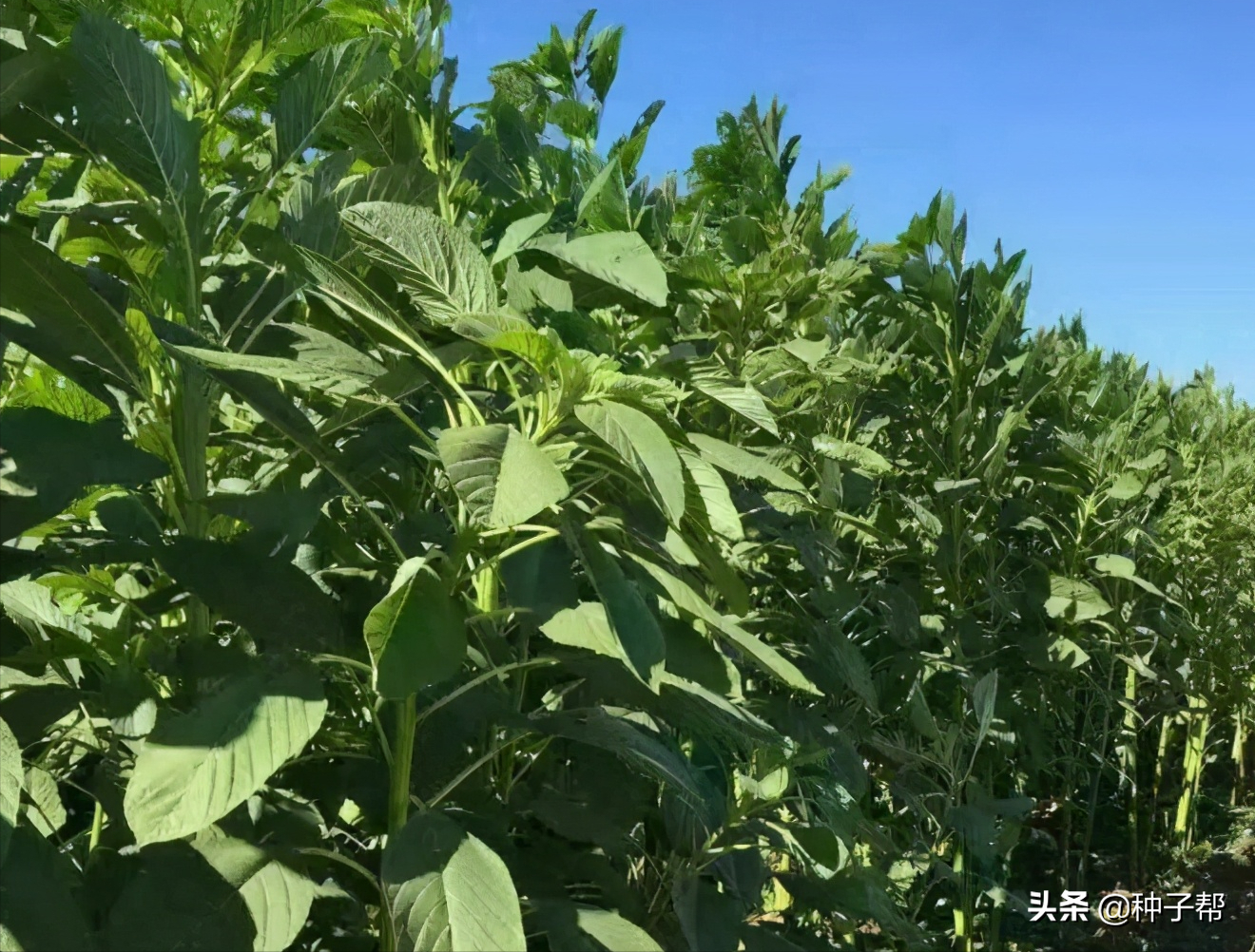 苏丹草种植技术要求_苏丹种植草技术要求高吗_苏丹种植草技术要求是什么