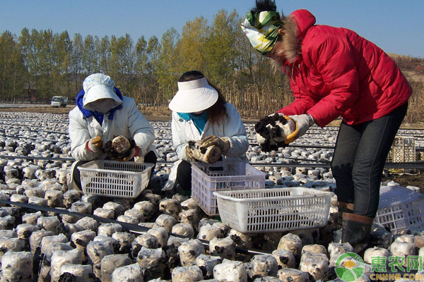 浅谈地栽黑木耳高产栽培技巧-图片版权归惠农网所有