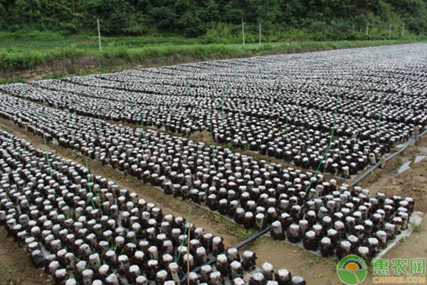 浅谈地栽黑木耳高产栽培技巧-图片版权归惠农网所有