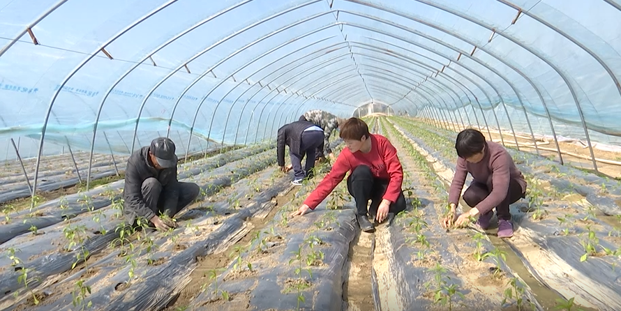 致富椒种植线路图_线椒种植利润_线椒种植致富