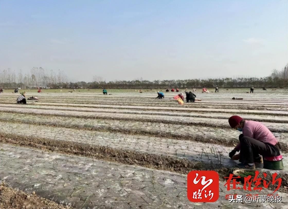 河边镇农家乐_致富经创业河边开个农庄_河边农场规划