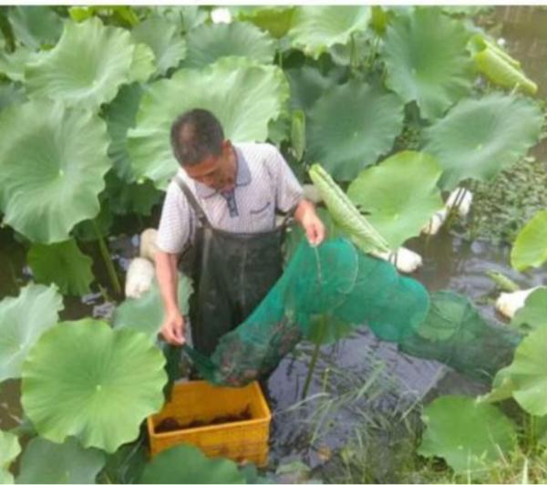 藕田养殖小龙虾_藕田养殖龙虾致富经_藕田龙虾养殖技术