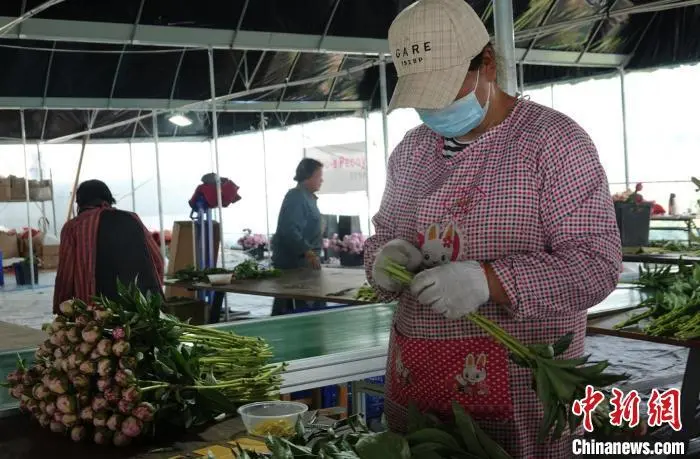 花卉致富种植门路图_致富门路花卉种植_花卉带动致富路