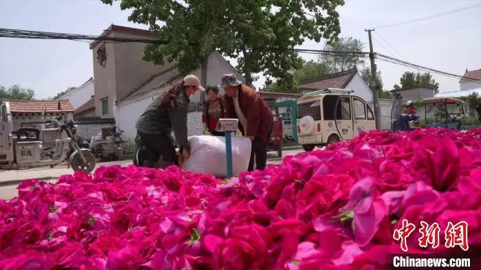 致富门路花卉种植_花卉致富种植门路图_花卉带动致富路