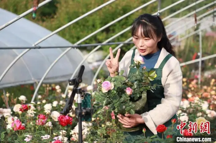 致富门路花卉种植_花卉致富种植门路图_花卉带动致富路