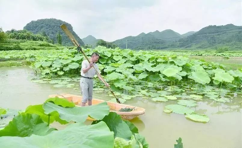 藕塘养殖小龙虾，平均亩增收2000元