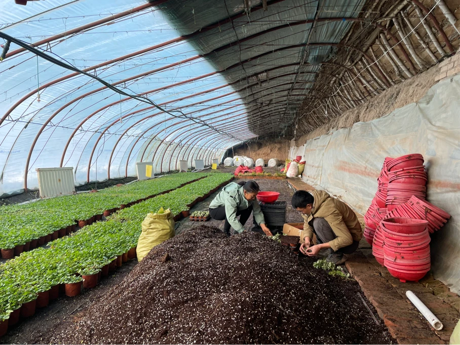 致富门路花卉种植_种花致富经_花卉致富种植门路图