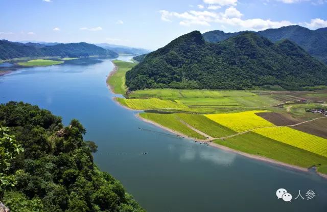 种植人参致富_种植人参的价格_种植人参效益怎样