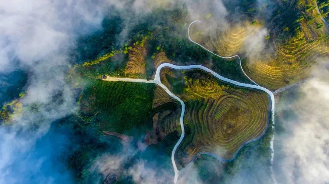 利川中药材种植专业合作社_利川种植致富_利川大规模种植