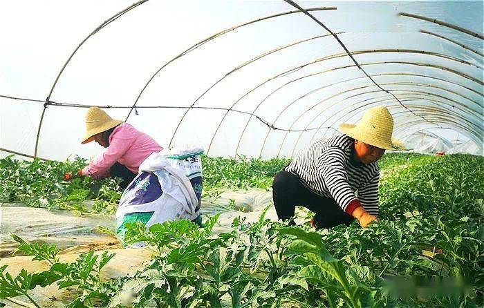 致富经西瓜种植全视频_致富西瓜种植技术视频_西瓜种植致富吗