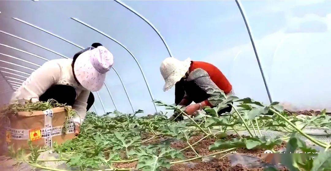 西瓜种植致富吗_致富经西瓜种植全视频_致富西瓜种植技术视频