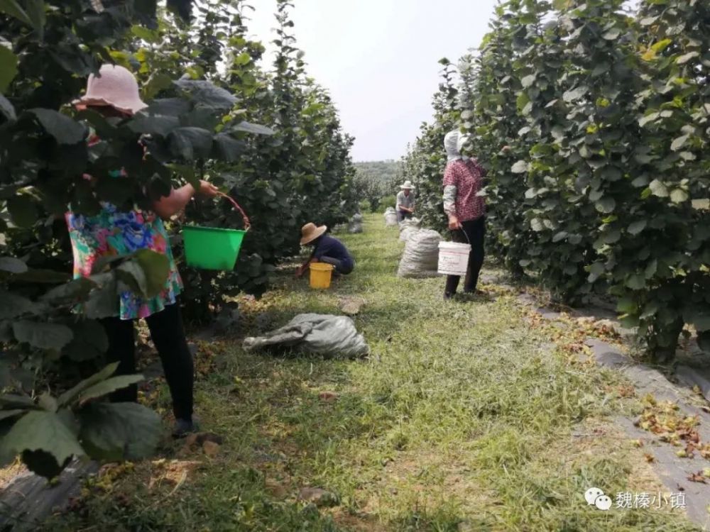 榛子种植前景堪忧_种植榛子的经济效益怎么样_荒山种植榛子致富