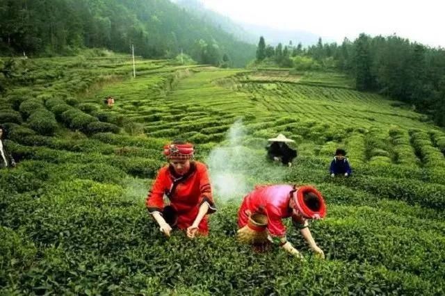 利川中药材种植专业合作社_利川大规模种植_利川种植致富