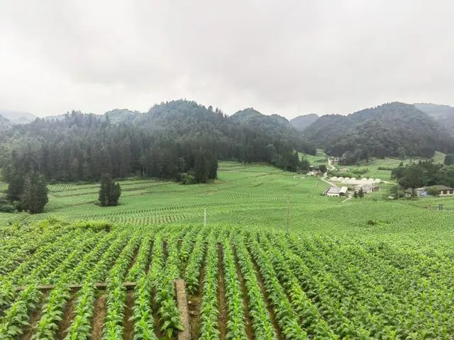 利川药材种植基地_利川种植致富_利川适合种植什么果树