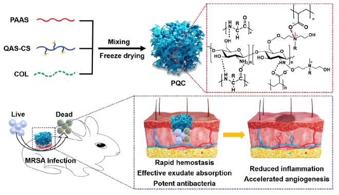 北京协和医学院王伟伟团队《AHM》 ：具有抗菌、止血和促进组织修复的多功能复合海