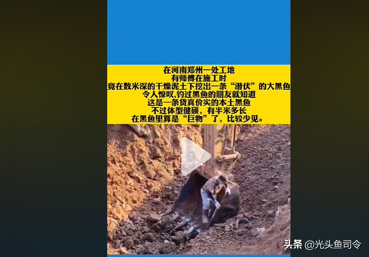 数米深的地下，干燥的泥土里挖出一条大黑鱼，为啥没被渴死饿死？