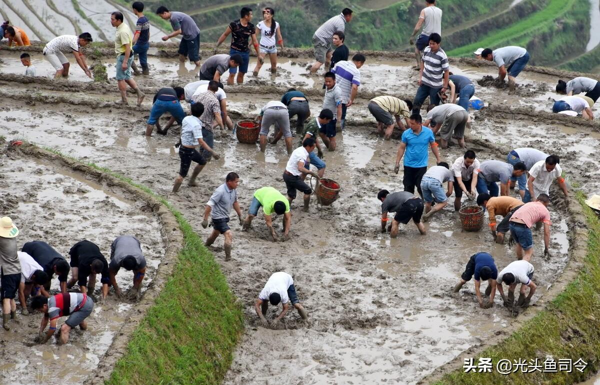 致富经网箱养黑鱼视频_网箱养黑鱼苗视频_网箱养黑鱼每平方养几多