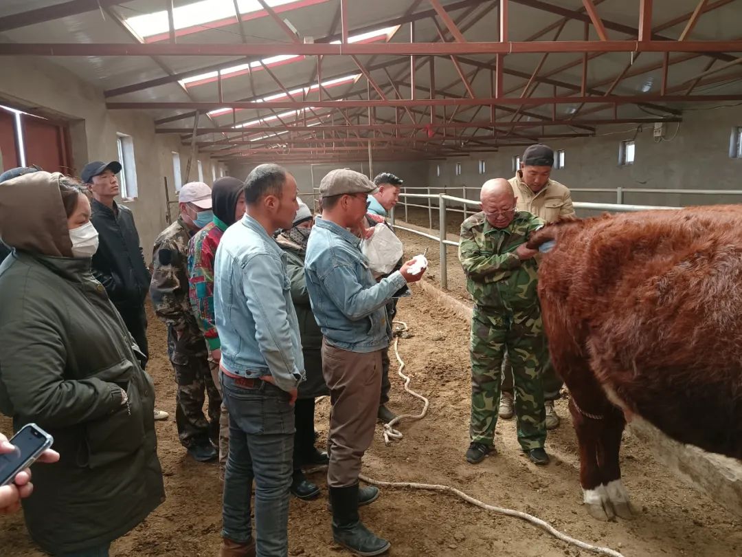 实用养殖肉牛技术大全_实用养殖肉牛技术有哪些_肉牛养殖实用技术