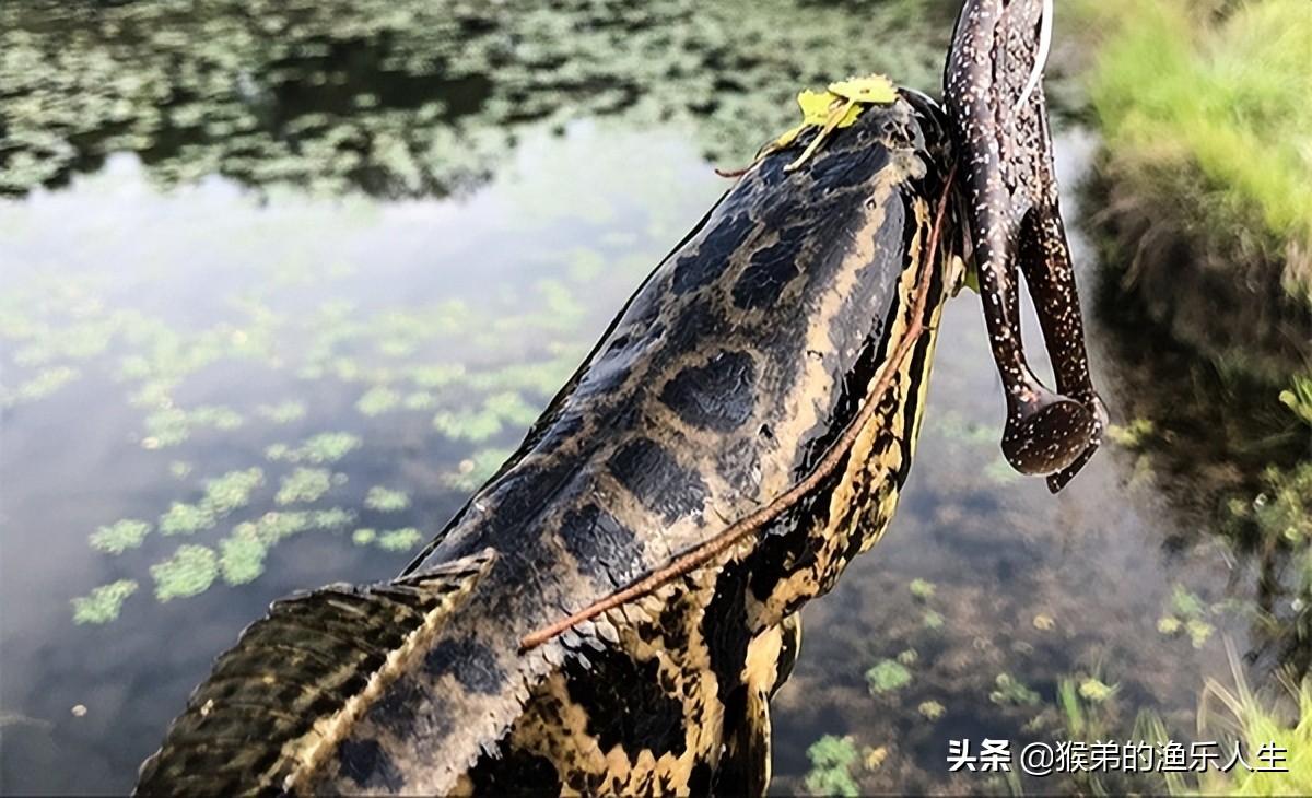 没想到“民间的野路子”钓黑鱼却如此好用，比路亚钓法强太多了